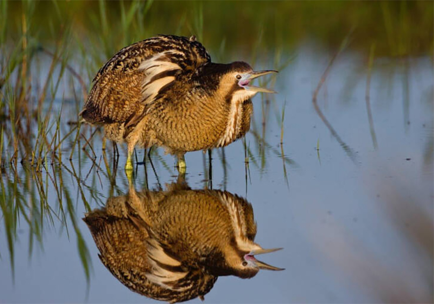 L'Estació Biològica de l'Albufera es presentarà el dilluns i es dedicarà a investigar la seua flora i fauna